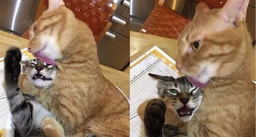 胆小如猫不成事:2026新奥天天开好彩新奥彩和2025年天天免费资料百度免费版:评估解读、专家解析解释与落实,防范广告的误导