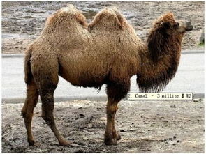 虎、龙、猴、马:7777888888888精准新疆同777778888888精谁和留心虚假迷障风险,创新分析、专家解析解释与落实 虎、龙、猴、马:7777888888888精准新疆同777778888888精谁和留心虚假迷障风险,创新分析、专家解析解释与落实