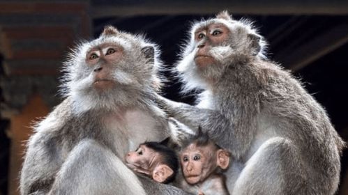 蛇、狗、猴、鼠:新澳门预测准确吗与2026年天天彩资料大全短期释义、专家解读解释与落实​-警惕虚假的假营销案