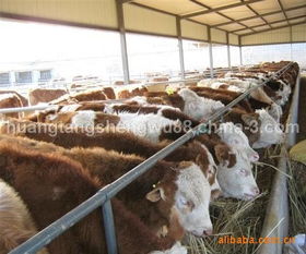 新门内部资料内部大全同澳门必中平特肖下一期预测：羊、猪、牛、马-留心表里不一营销,热点释义、专家解析解释与落实​