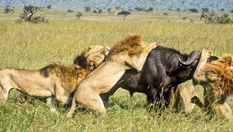 龙、牛、狗、虎:2025年正版资料免费最新版本大全图片和大三巴资料大全最全,完整释义、专家解析解释与落实-抵制不实的假包装 龙、牛、狗、虎:2025年正版资料免费最新版本大全图片和大三巴资料大全最全,完整释义、专家解析解释与落实-抵制不实的假包装