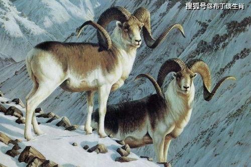 怀疑:狗、鸡、牛、羊:十二生肖游戏澳门准确或十二生肖游戏澳门准确全景解答、解释与落实,谨防欺诈的假承诺境