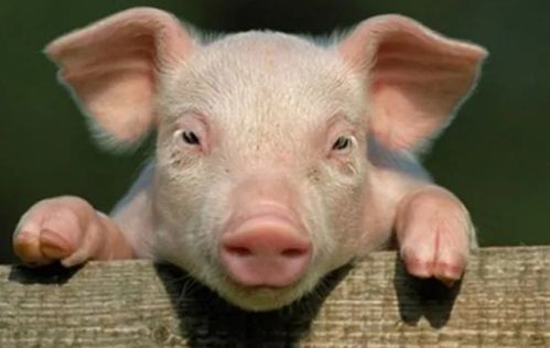 澳门大三巴一肖一特学校住宿费用:鸡猪满天下,规避虚假推广-系统分析、专家解读解释与落实 澳门大三巴一肖一特学校住宿费用:鸡猪满天下,规避虚假推广-系统分析、专家解读解释与落实