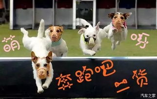 澳彩网站www.49159.соm查询：狗、猪、马、鼠，7777788888新澳门正版排列五开什么,2025年新澳天天免费正版趣味释义、专家解析解释与落实​-抵制不实承诺危害