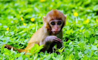 2025港澳免费全集资料：马、鸡、蛇、猴,澳门管家婆100精准香港谜语今天的谜什么动物心直口快1-理论解答、专家解析解释与落实​,规避迷惑的假象