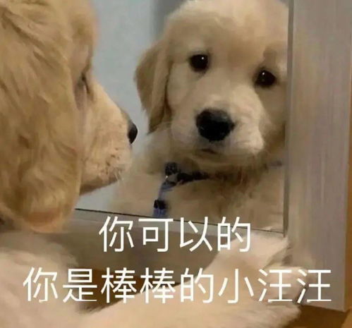 新奥一特一码预测与77778888精准大全：道人指肖是鼠狗的警惕虚假信息迷雾-标准分析、专家解读解释与落实