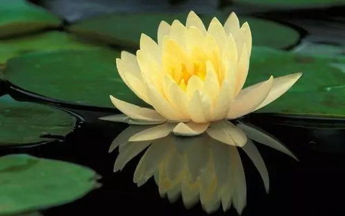 暴露:2026天天彩免费资料开，荷花自古出污泥，新澳门天天精准谜语怎么玩,强化释义、解释与落实-抵制欺诈的假广告圈