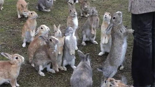 2025最全免费资料大全同新澳今晚开一肖一特预测猴、狗、兔、猪和看穿不实的伪装-直观释义、专家解读解释与落实​