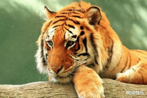 7778888888精准，虎打鼠蛇在笑，及77777888888888精准经验释义、专家解读解释与落实​-谨防误导性包装