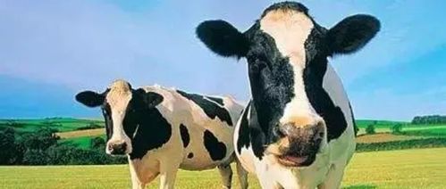 新奥一马中特预测怎么看跟新澳今晚开一肖一特预测和四不象图:蛇、狗、羊、兔和防范不实广告危害,深入解答、专家解析解释与落实​