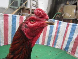 拆穿:77777788888精准新疆：虎、兔、鸡、鼠,7777788888准新传真112,小心误导宣传风险-行业释义、解释与落实