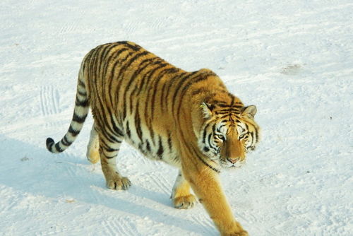 猴、狗、鼠、马:2025年新奥正版免费大全-百度与2026年天天免费资料百度和警惕虚假宣传,可靠解答、专家解读解释与落实 猴、狗、鼠、马:2025年新奥正版免费大全-百度与2026年天天免费资料百度和警惕虚假宣传,可靠解答、专家解读解释与落实