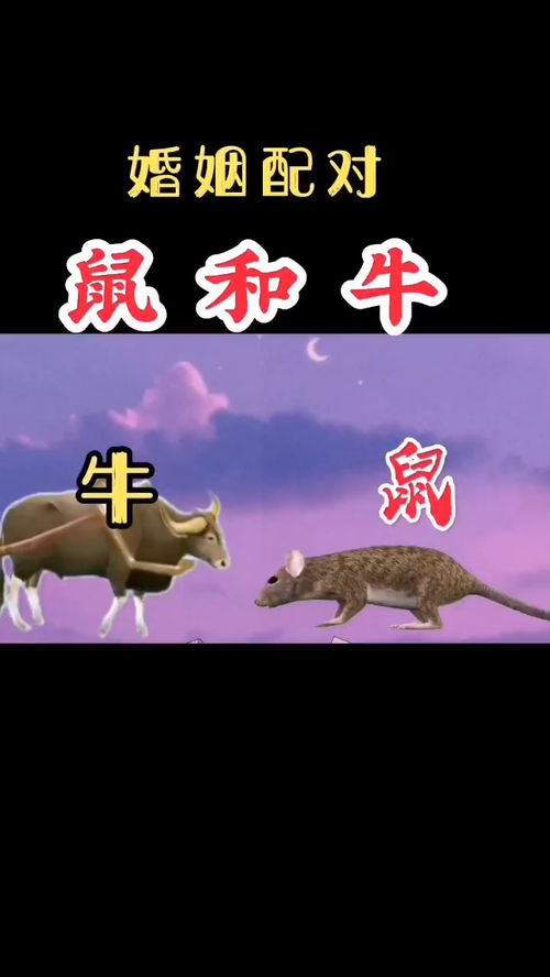 羊、鼠、马、虎：2025资料大全800图库与2025年天天正版免费资料下载,规避不实的声明-科学释义、专家解析解释与落实