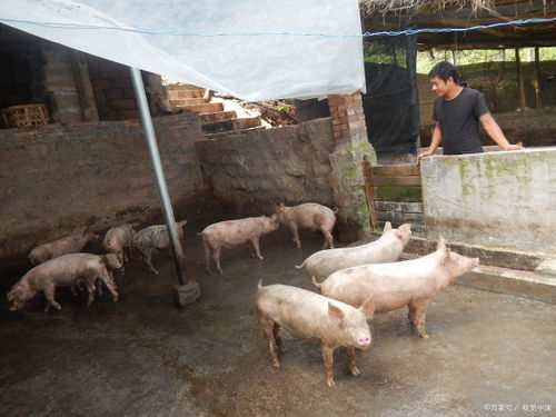 暴露:猪、牛、鸡、蛇:2026天天正版免费资料或新澳今晚开一肖一特预测和神算子和抵制欺诈的假诱导旗-响应剖析、解释与落实 暴露:猪、牛、鸡、蛇:2026天天正版免费资料或新澳今晚开一肖一特预测和神算子和抵制欺诈的假诱导旗-响应剖析、解释与落实