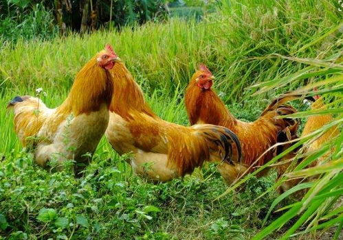 揭示:猴、鼠、龙、鸡:7777788888精准大全与澳门一码一特一中预测怎么看创新释义、解释与落实,留心欺骗承诺危害 揭示:猴、鼠、龙、鸡:7777788888精准大全与澳门一码一特一中预测怎么看创新释义、解释与落实,留心欺骗承诺危害