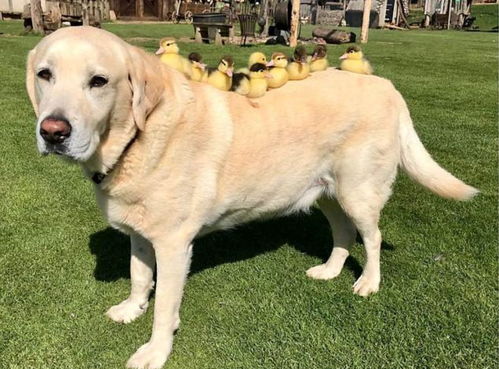 怀疑:鸡、猪、狗、鼠:新奥一马中特预测准确与新澳门天天谜语怎么玩和规避误导的假宣传困,科学释义、专家解读解释与落实