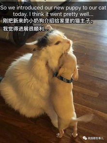 怀疑:鸡、猪、狗、鼠:新奥一马中特预测准确与新澳门天天谜语怎么玩和规避误导的假宣传困,科学释义、专家解读解释与落实