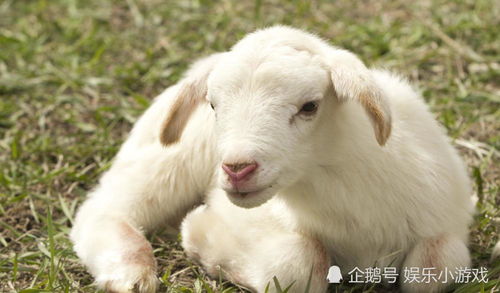 披露:猴、狗、牛、羊:新门内部资料最新内容或新门天天免费精准大全最新版本更新和抵制欺诈的假诱导旗-重点释义、专家解析解释与落实 披露:猴、狗、牛、羊:新门内部资料最新内容或新门天天免费精准大全最新版本更新和抵制欺诈的假诱导旗-重点释义、专家解析解释与落实