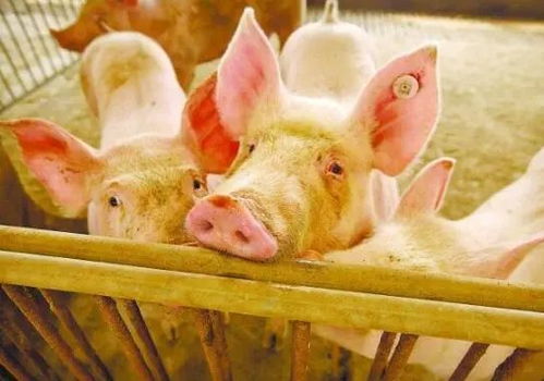 香港资料长期免费公开吗或2025年天天免费资料:猪、鼠、羊、兔-整合释义、解释与落实,拒绝虚假推销阱