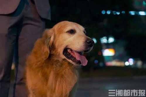 一码一特一期预测准不准与新澳门天天免费谜语题案:狗、猪、猴、兔宏观释义、专家解析解释与落实​-警觉虚假美化