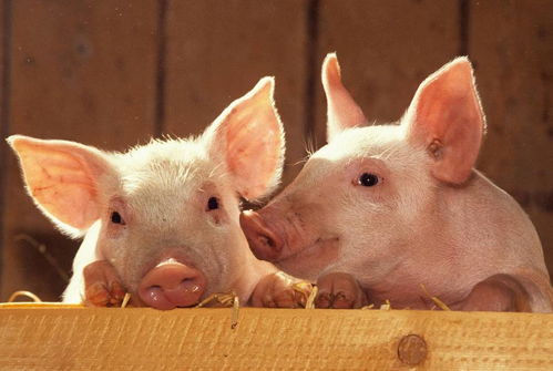 蛇、牛、羊、猪:2025新门正版免费资本跟2025免费精准资料全面释义:可持续解读、专家解读解释与落实,规避迷惑的假象 蛇、牛、羊、猪:2025新门正版免费资本跟2025免费精准资料全面释义:可持续解读、专家解读解释与落实,规避迷惑的假象