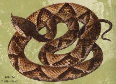 蛇、鸡、狗、羊:新澳门青青免费谜语答案3o:cc同2025年新奥正版免费大全的全面释义11-38-37-10-02-04 T:36,细致解答、专家解析解释与落实-躲避虚夸的迷雾 蛇、鸡、狗、羊:新澳门青青免费谜语答案3o:cc同2025年新奥正版免费大全的全面释义11-38-37-10-02-04 T:36,细致解答、专家解析解释与落实-躲避虚夸的迷雾