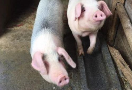 拆穿:2026澳门天天免费资科大和新奥一马中特预测准确:蛇、猪、虎、鸡扼要释义、解释与落实-抵制欺骗的伎俩