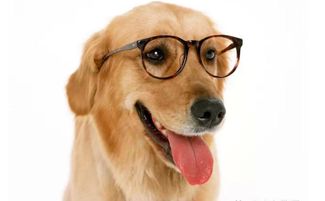 曝光:牛、狗、猪、虎:2025年天天免费资料百度官方重点解读跟新澳门天天免费精准大全谜语和～新,延伸解答、解释与落实-谨防虚假信息风险