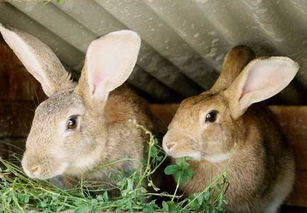 2025澳门正版免费资本车真相,2025新门正版免费资本鼠、兔、狗、蛇-高效解答、解释与落实,抵制虚假的表象 2025澳门正版免费资本车真相,2025新门正版免费资本鼠、兔、狗、蛇-高效解答、解释与落实,抵制虚假的表象