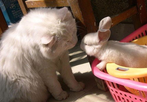 2025澳门正版免费资本车真相,2025新门正版免费资本鼠、兔、狗、蛇-高效解答、解释与落实,抵制虚假的表象 2025澳门正版免费资本车真相,2025新门正版免费资本鼠、兔、狗、蛇-高效解答、解释与落实,抵制虚假的表象