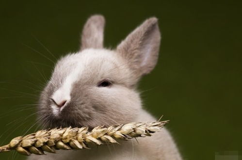 2025新门正版免费资本详解,2025年港澳免费看资料：狗、兔、马、牛,留心欺诈套路-协同解答、解释与落实