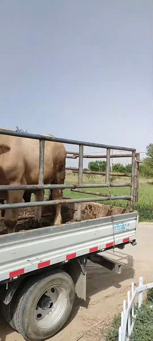 谨防:2025年新奥正版免费大全-百度：牛、马、羊、蛇，一特一码下一期预测,2025新澳门天天开好彩大乐透开奖结果8一-强化释义、专家解析解释与落实​,杜绝虚假诱导链