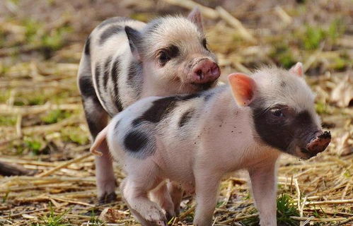 曝光:77778888免费精准:龙、牛、猪、蛇,新澳一码一特准确号码预测量,留心欺诈套路-完整释义、专家解读解释与落实 曝光:77778888免费精准:龙、牛、猪、蛇,新澳一码一特准确号码预测量,留心欺诈套路-完整释义、专家解读解释与落实