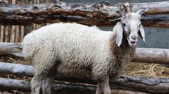 揭发:77777788888精准新疆169期:蛇、猪、羊、鼠或7777788888精准2025207期效能解读、解释与落实-拒绝过度包装浪费 揭发:77777788888精准新疆169期:蛇、猪、羊、鼠或7777788888精准2025207期效能解读、解释与落实-拒绝过度包装浪费