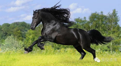 鼠、猴、马、鸡,大三巴资料免费公开,谨防误导性宣传-明晰解答、专家解析解释与落实 鼠、猴、马、鸡,大三巴资料免费公开,谨防误导性宣传-明晰解答、专家解析解释与落实