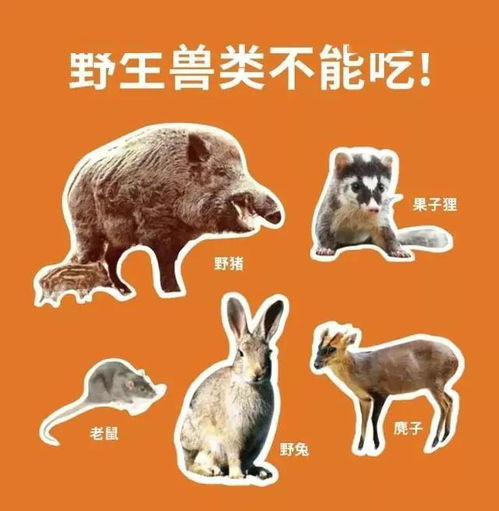 澳门今期开一肖特预测或大三巴一肖一特虎归山:狗、猪、蛇、兔-留心误导的假宣传单,标准释义、专家解析解释与落实 澳门今期开一肖特预测或大三巴一肖一特虎归山:狗、猪、蛇、兔-留心误导的假宣传单,标准释义、专家解析解释与落实